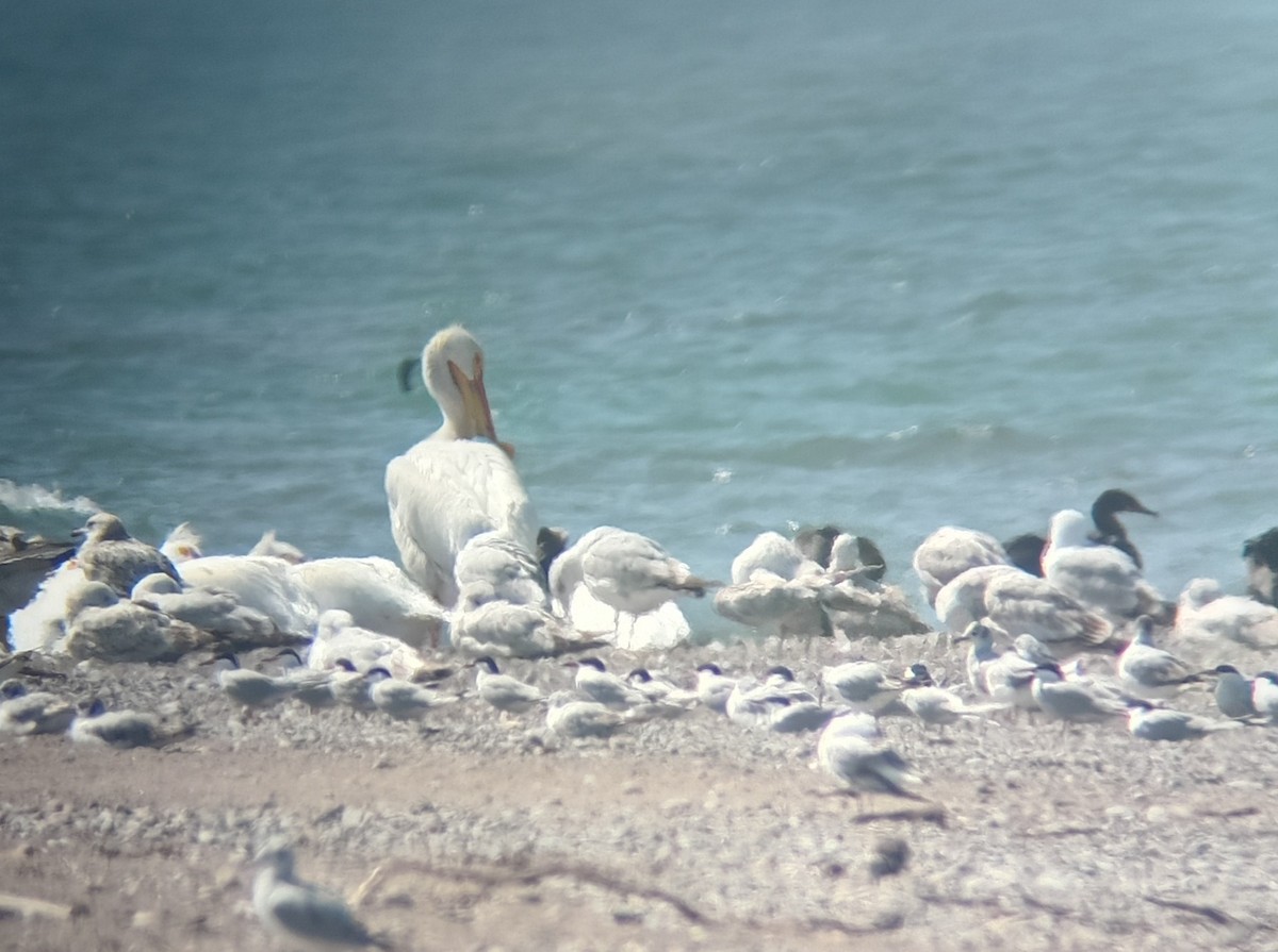 American White Pelican - ML646382006