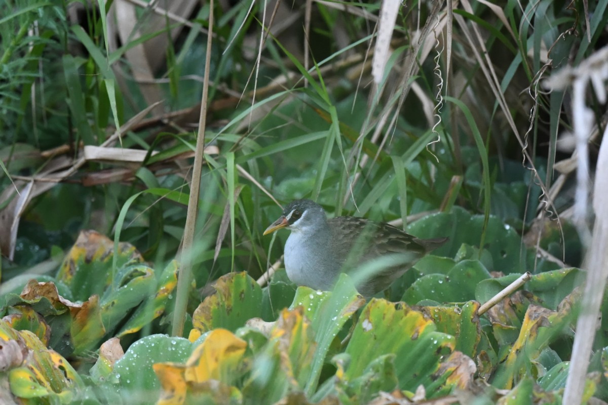 白眉秧雞 - ML646382008