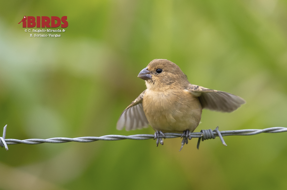Yellow-bellied Seedeater - ML646382009