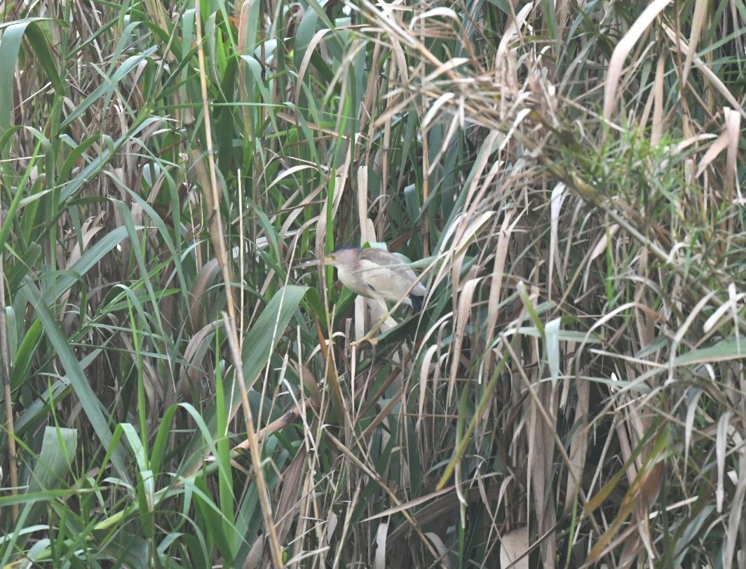 黃小鷺 - ML646382010