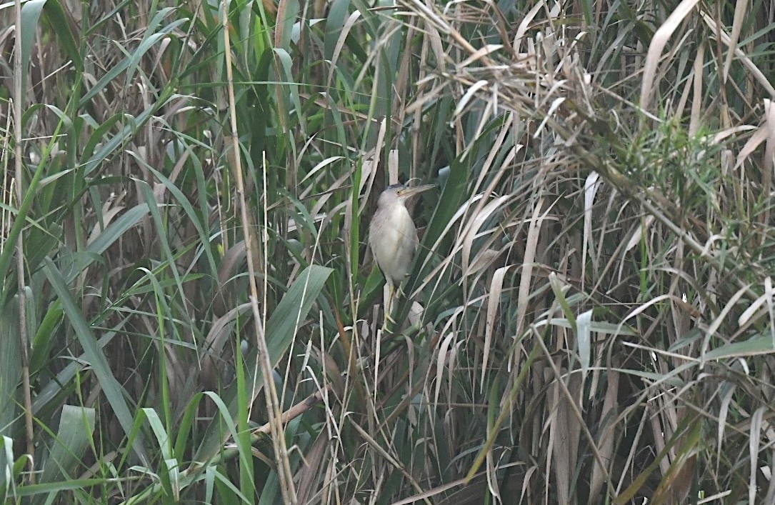 黃小鷺 - ML646382011