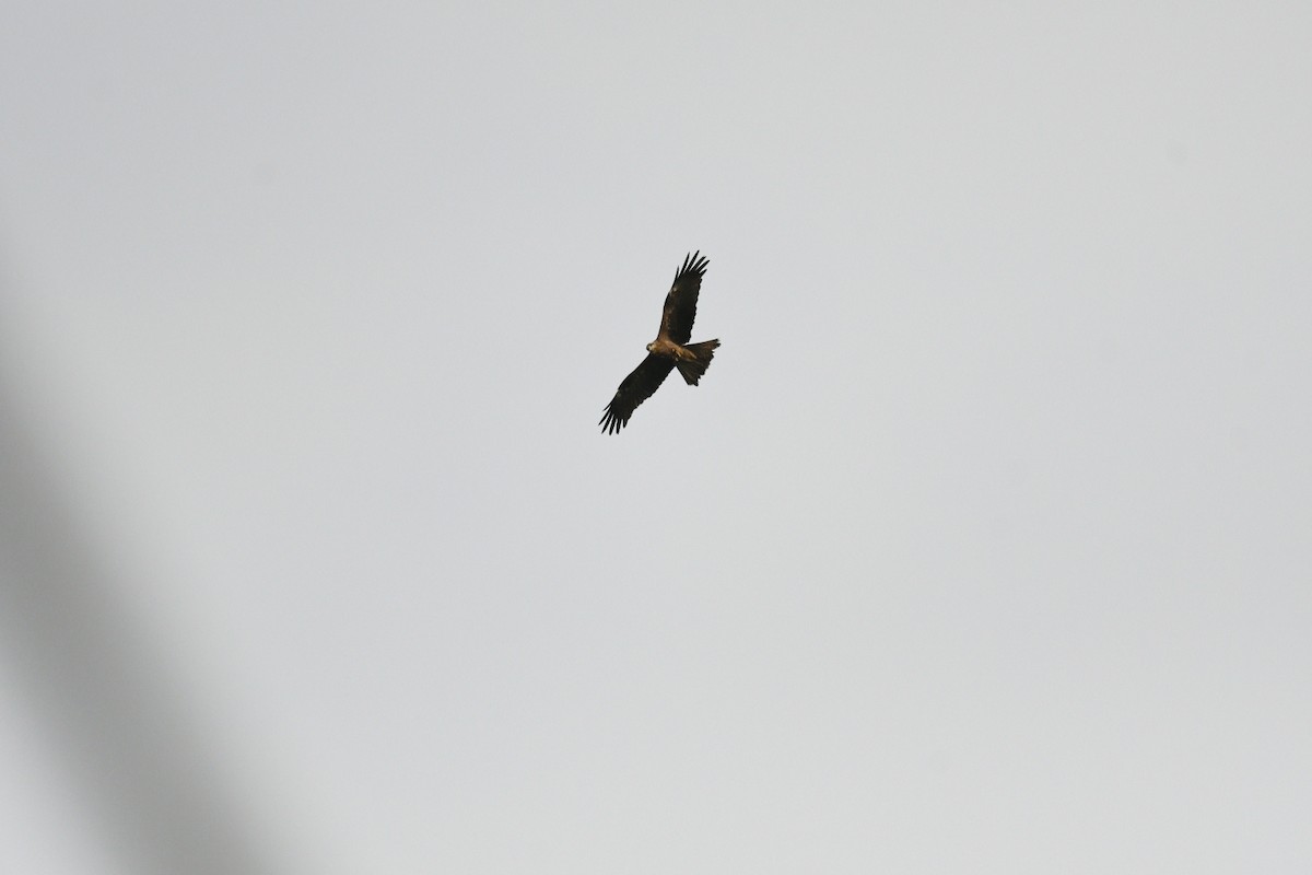 黑鳶(migrans群) - ML646382014