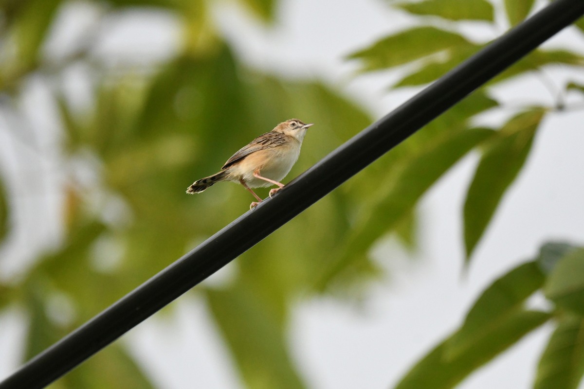 Zitting Cisticola (Double Zitting) - ML646382016