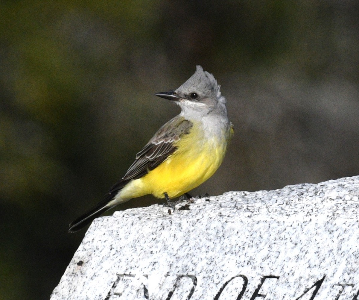Western Kingbird - ML646382018