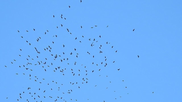 alpekaie - ML646382020