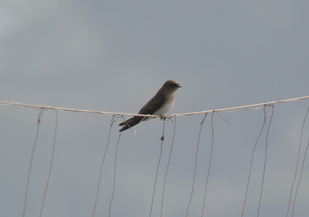 Gray-throated Martin - ML646382022