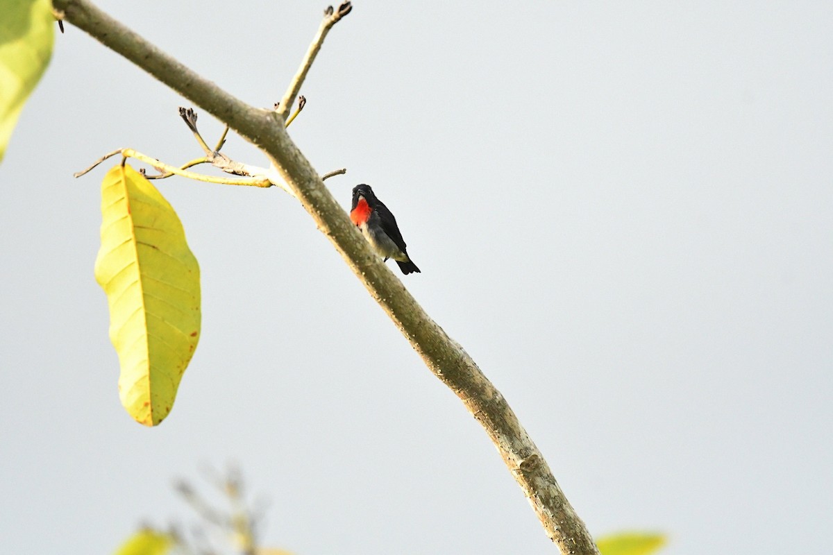 Gray-sided Flowerpecker (Gray-sided) - ML646382024