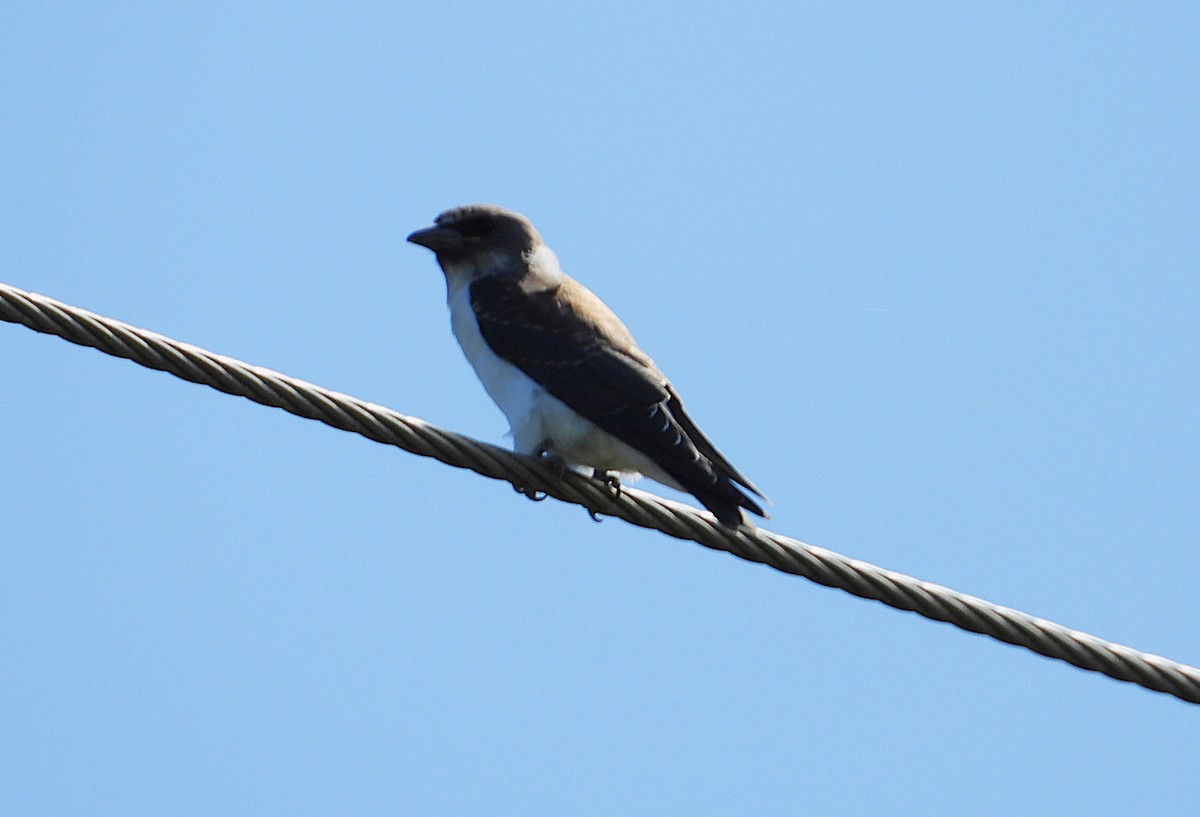 White-breasted Woodswallow - ML646382026