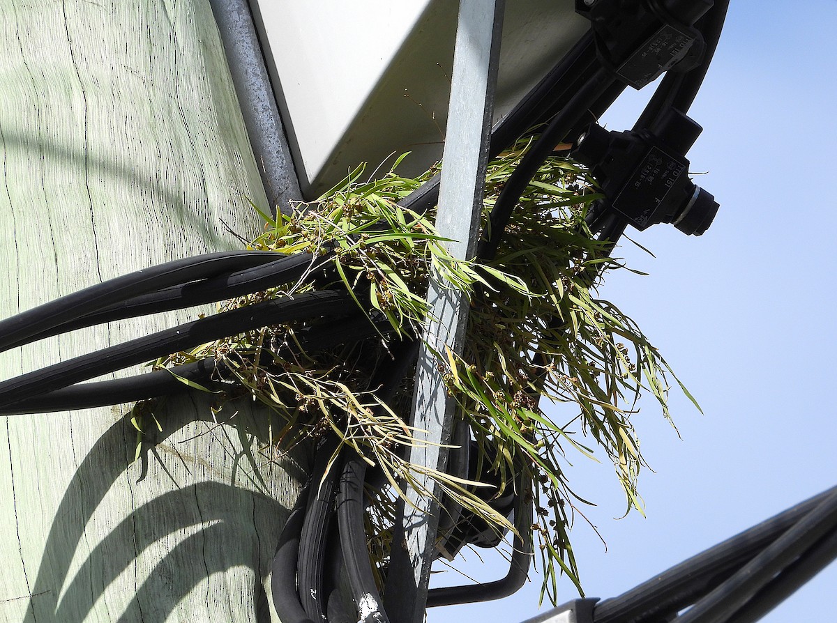 White-breasted Woodswallow - ML646382027