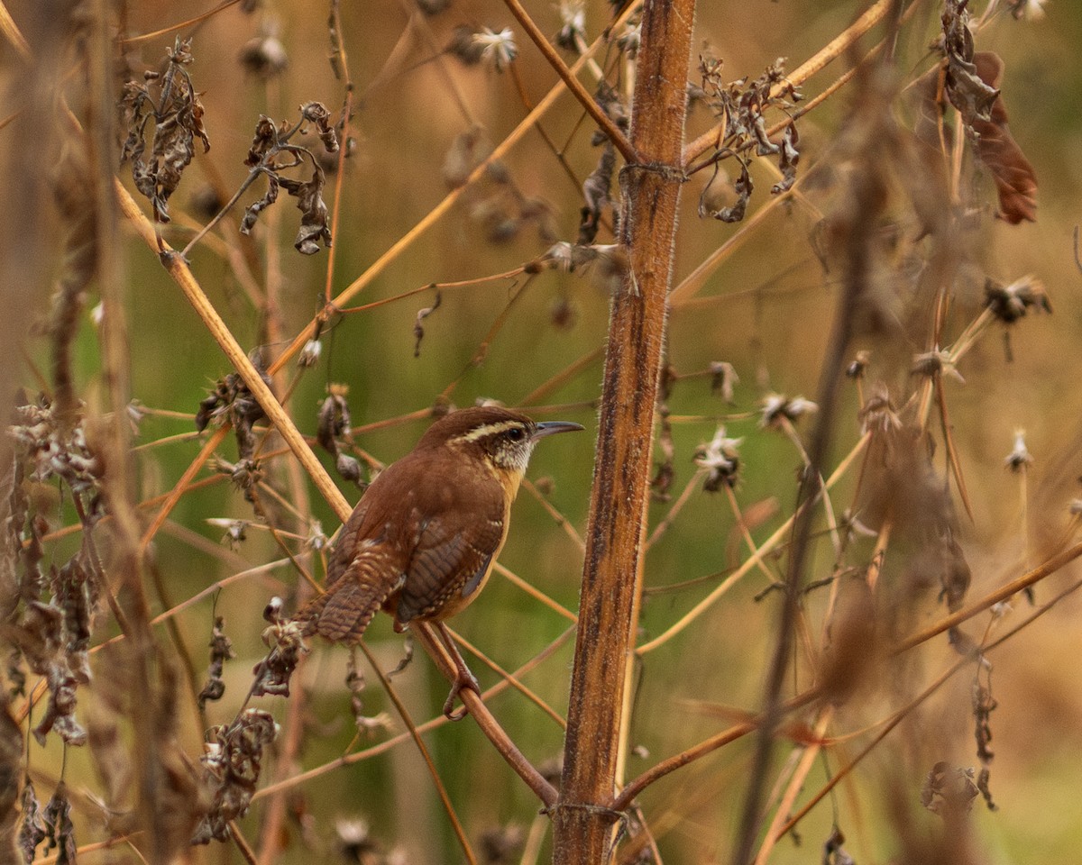 Carolina Wren - ML646382030