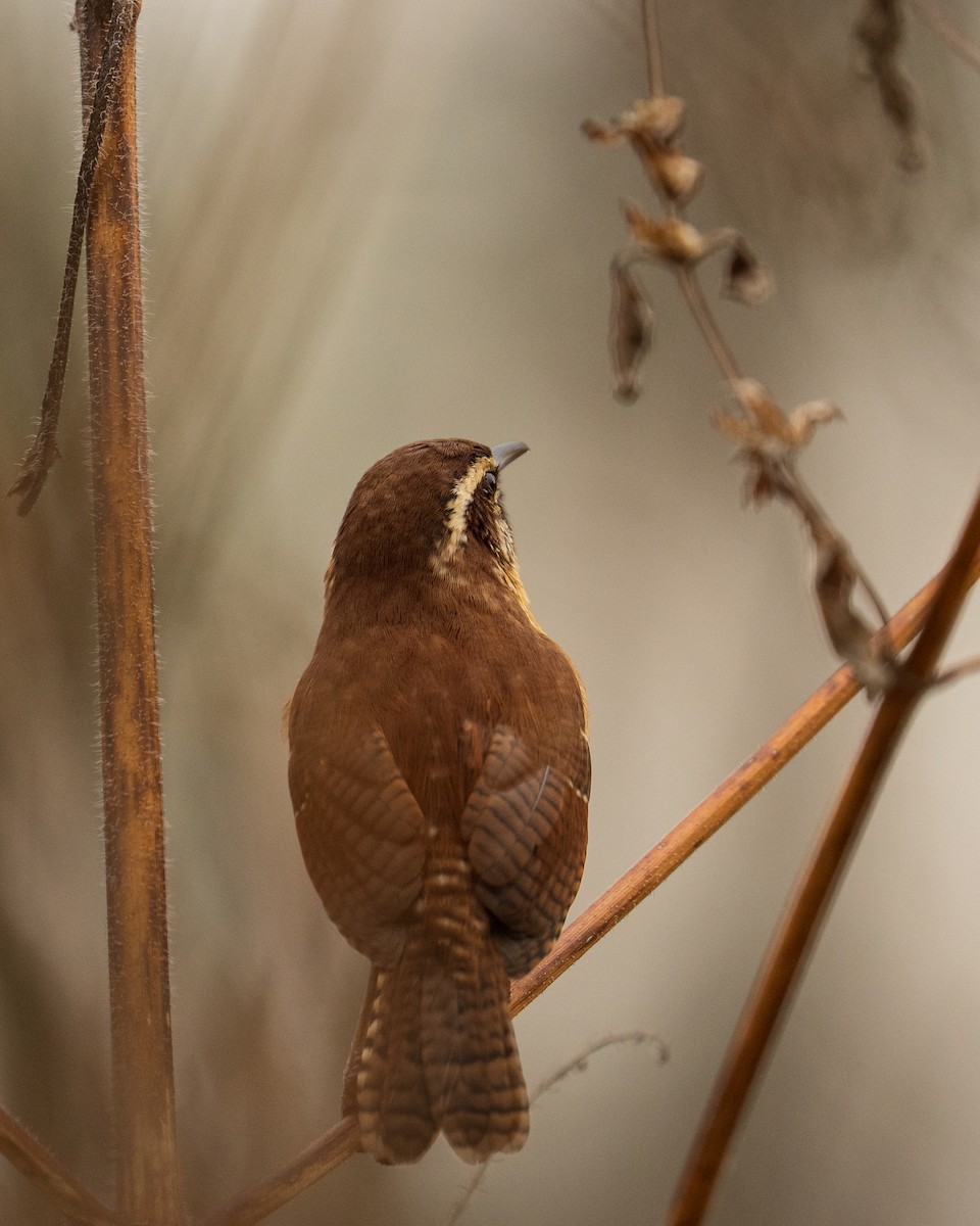 Carolina Wren - ML646382031