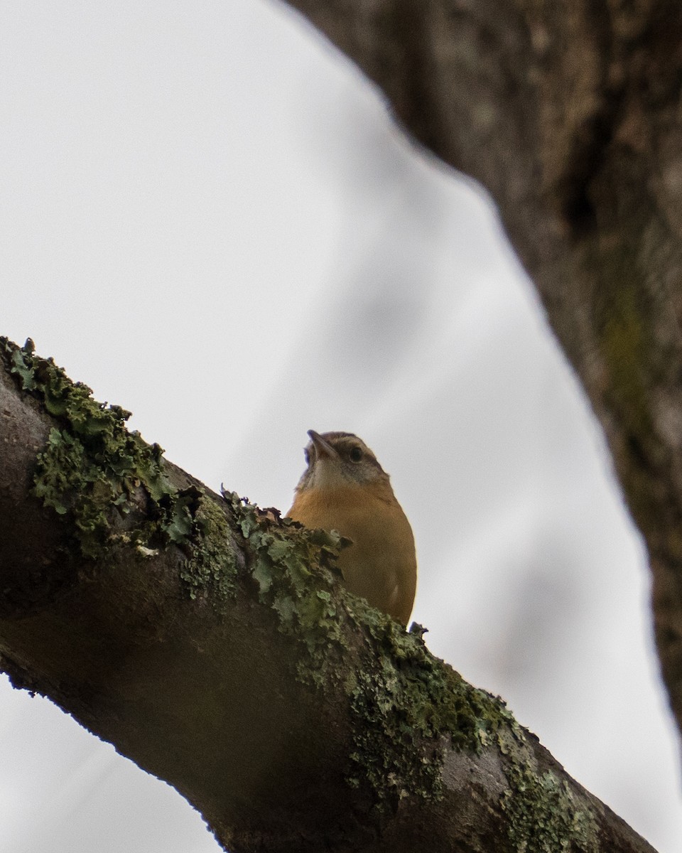 Carolina Wren - ML646382032