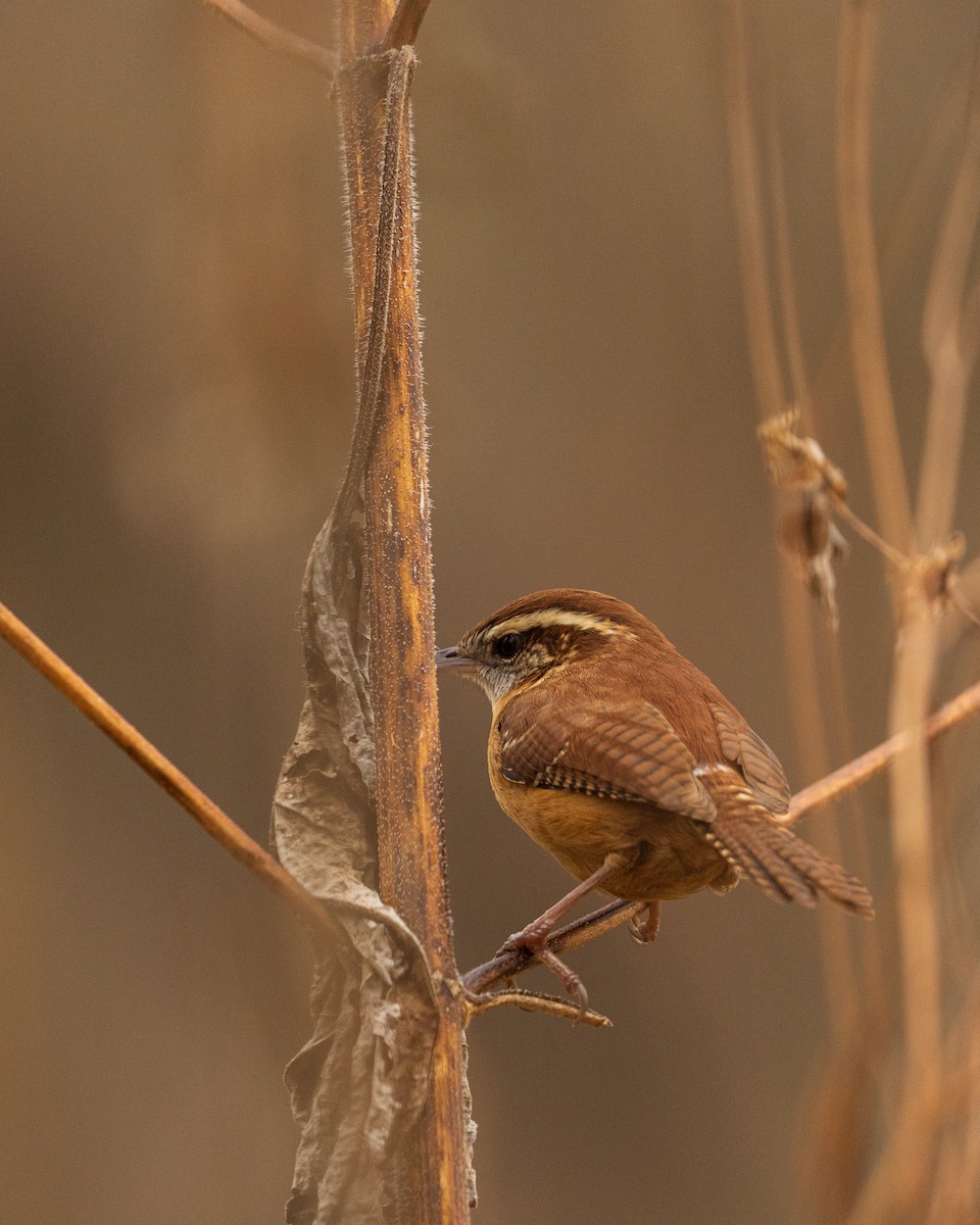 Carolina Wren - ML646382033