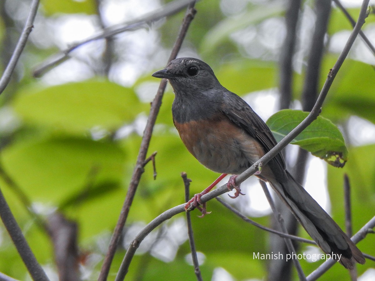 White-rumped Shama - ML646382035