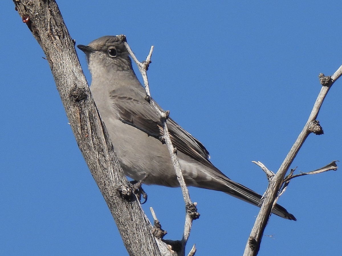 Townsend's Solitaire - ML646382036
