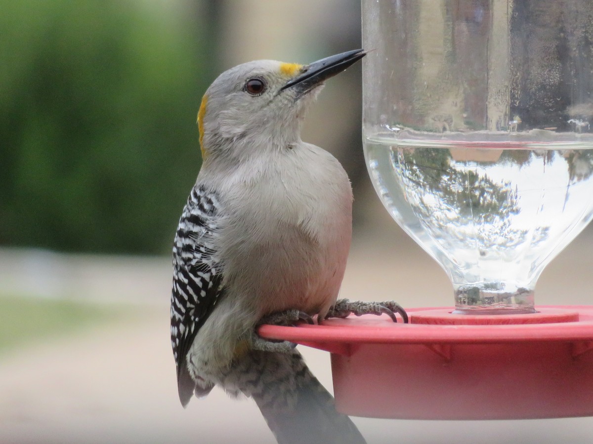Golden-fronted Woodpecker - ML646382037