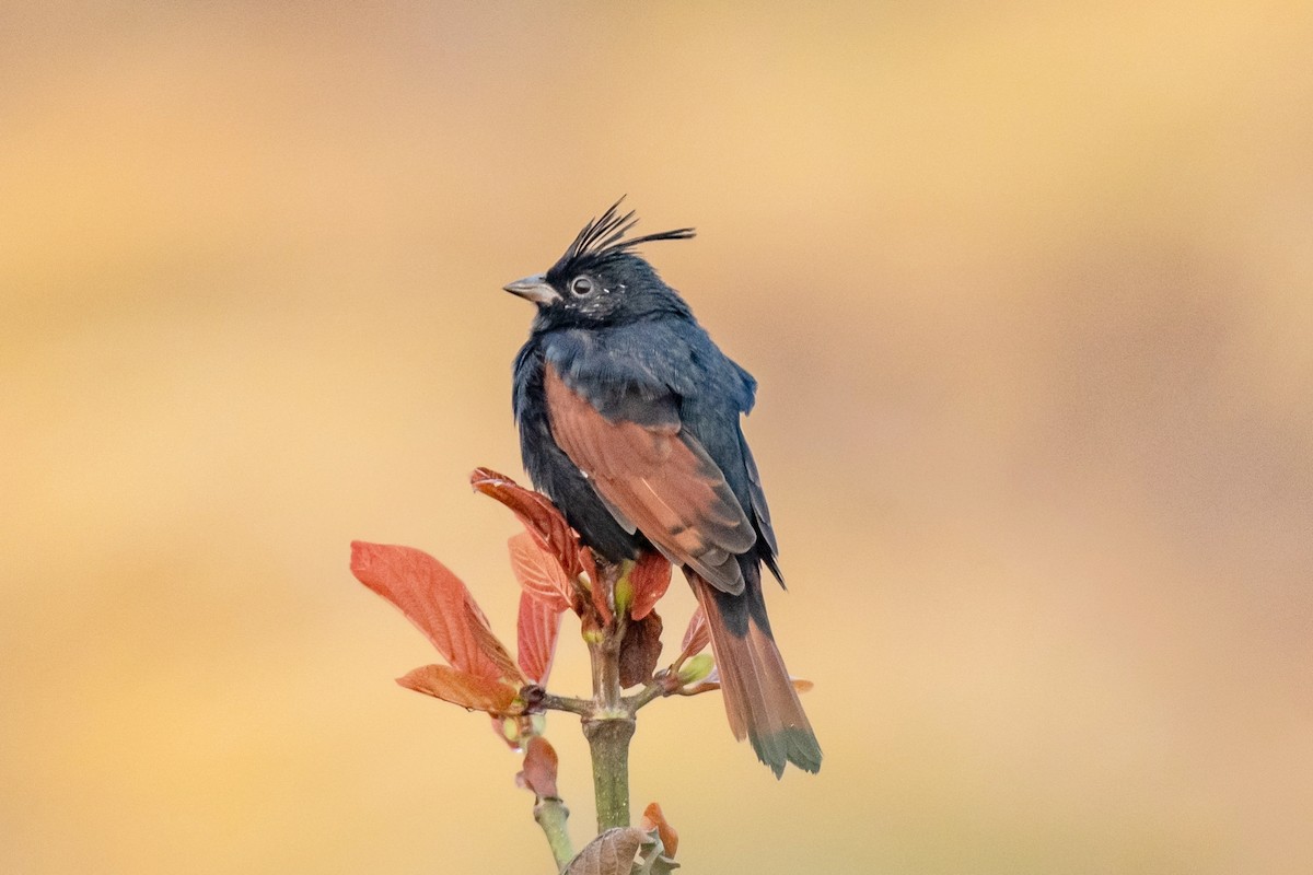 Crested Bunting - ML646382038