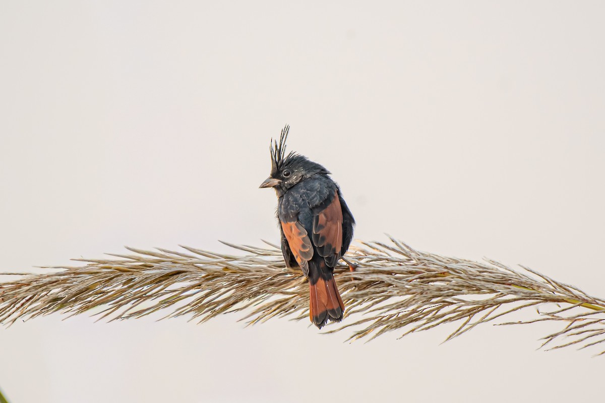 Crested Bunting - ML646382039