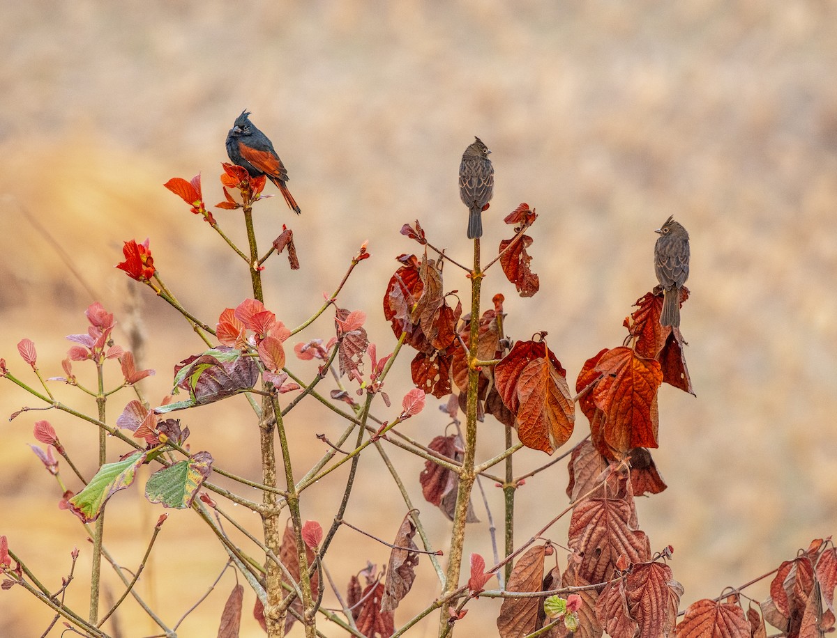 Crested Bunting - ML646382040