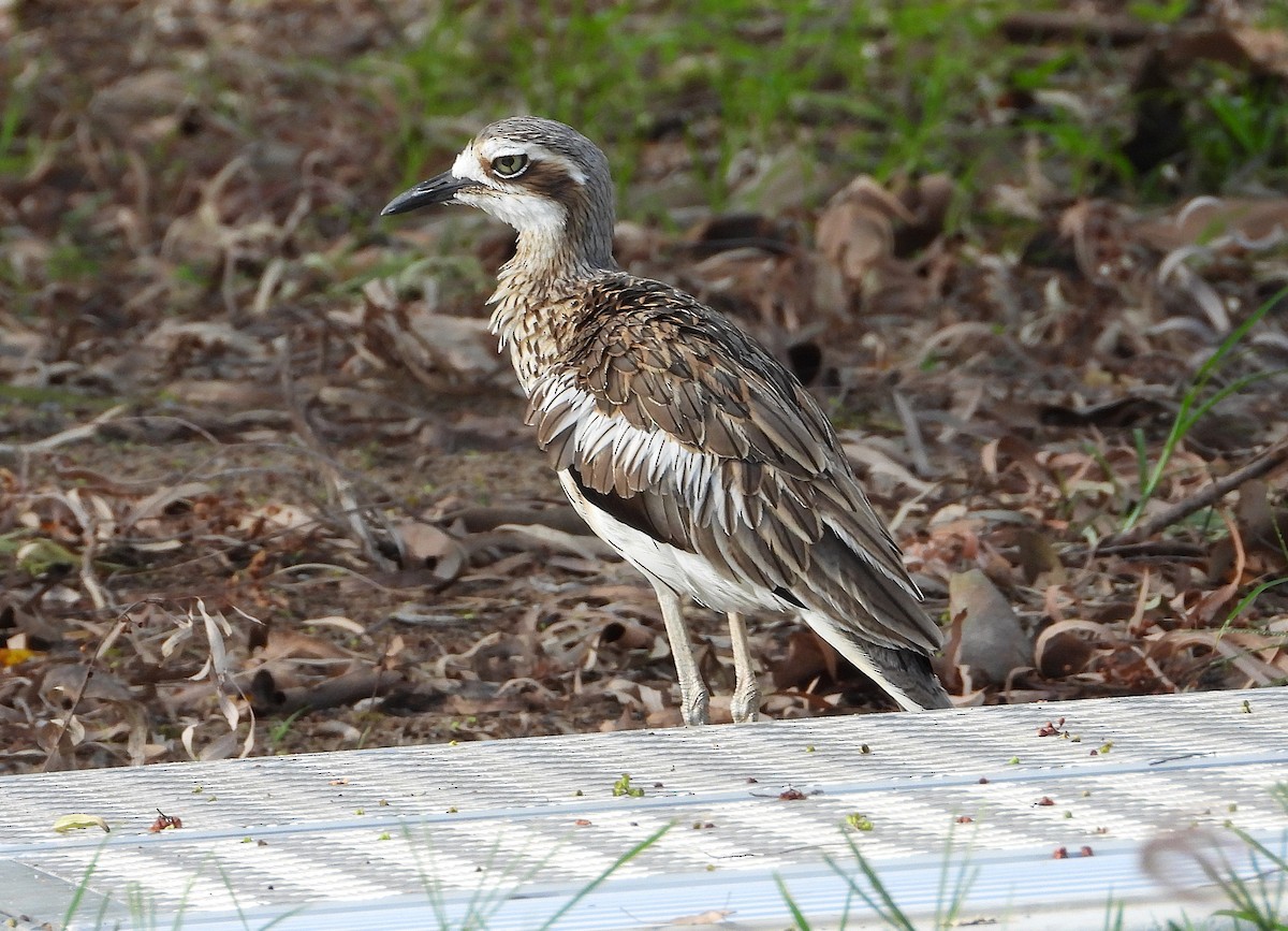 Bush Thick-knee - ML646382041