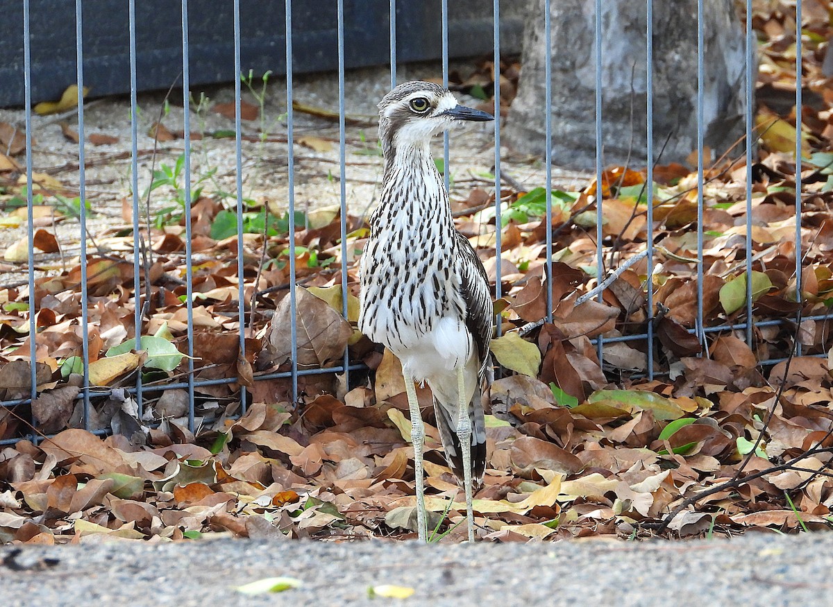 Bush Thick-knee - ML646382044