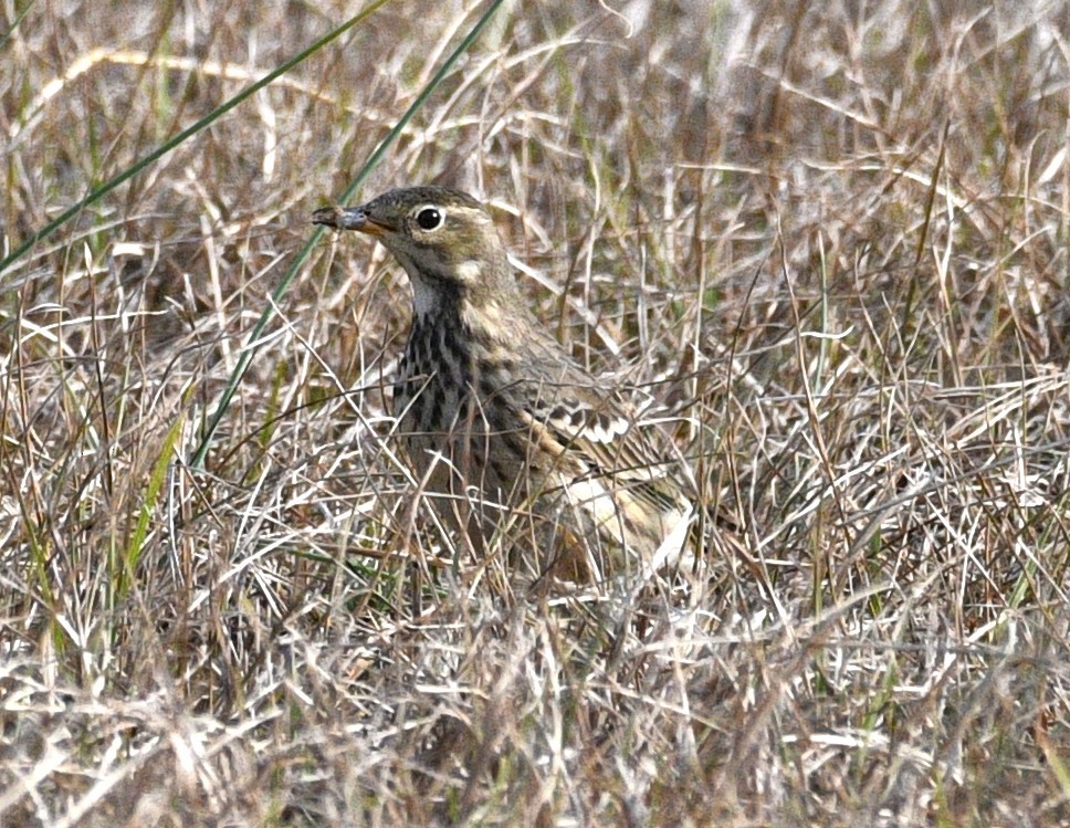 American Pipit - ML646382046