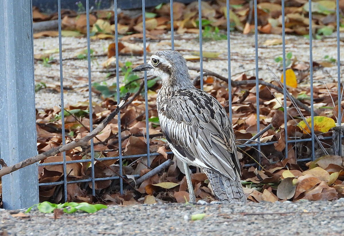 Bush Thick-knee - ML646382047