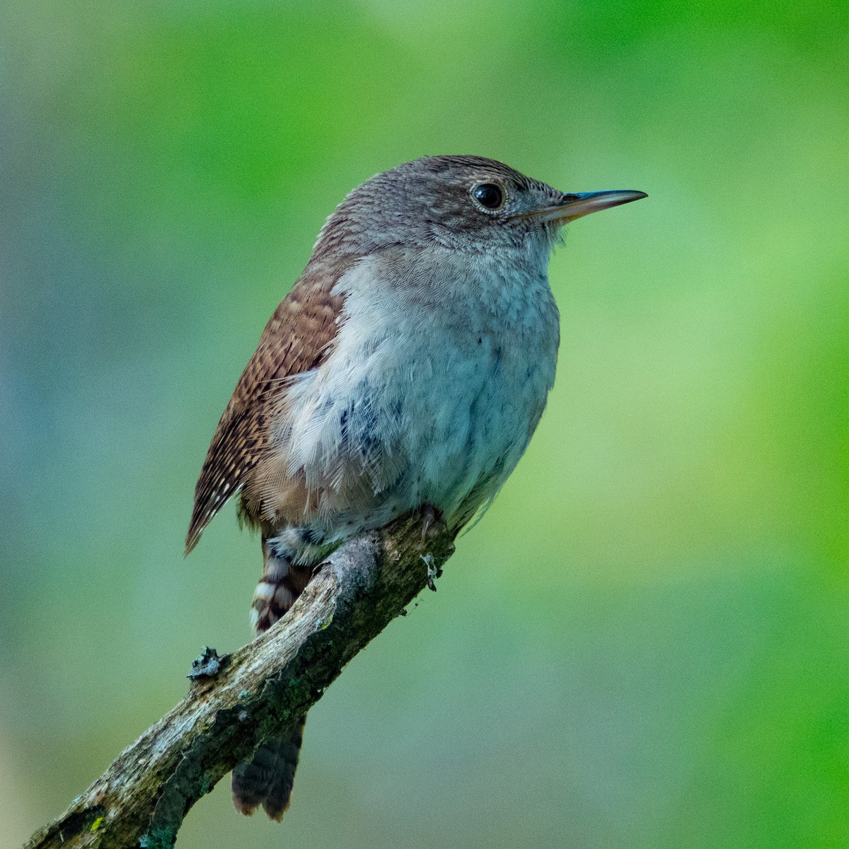 Northern House Wren - ML646382048