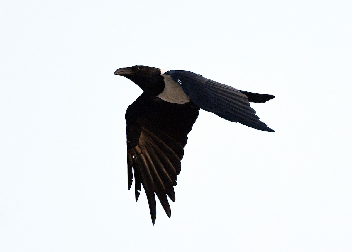 Pied Crow - ML646382049