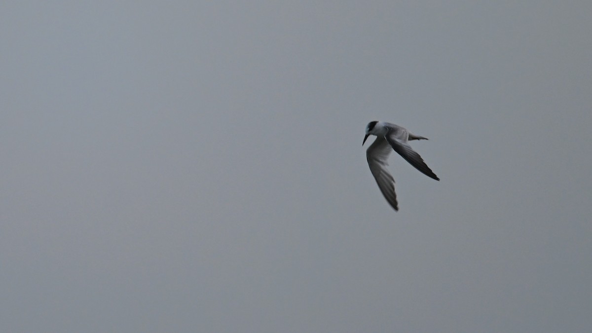White-winged Tern - ML646382051