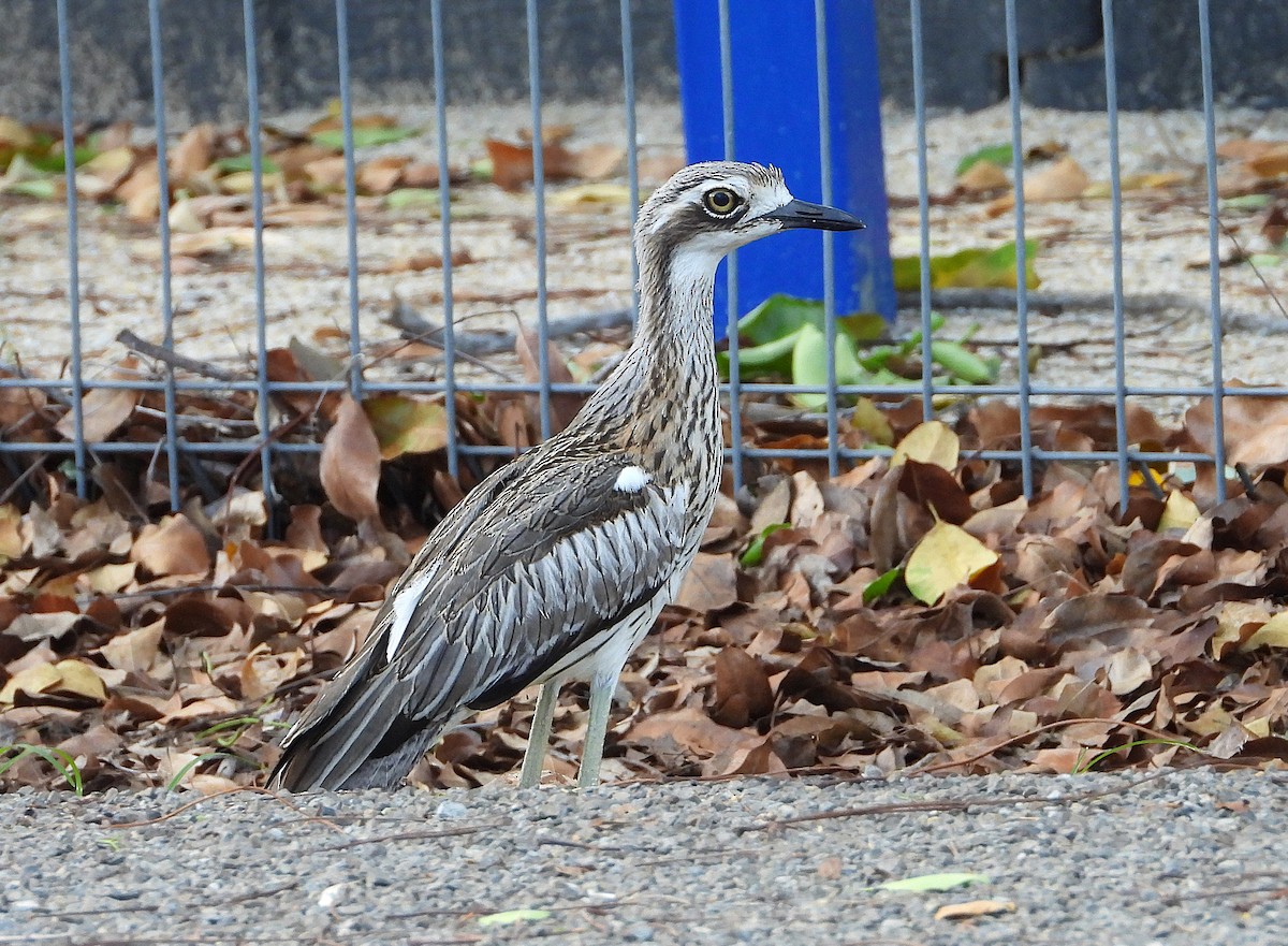 Bush Thick-knee - ML646382052