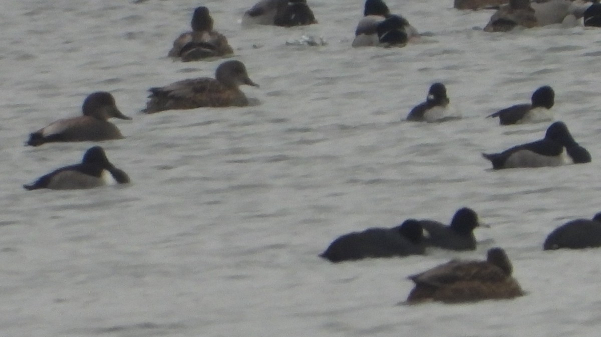Ring-necked Duck - ML646382053