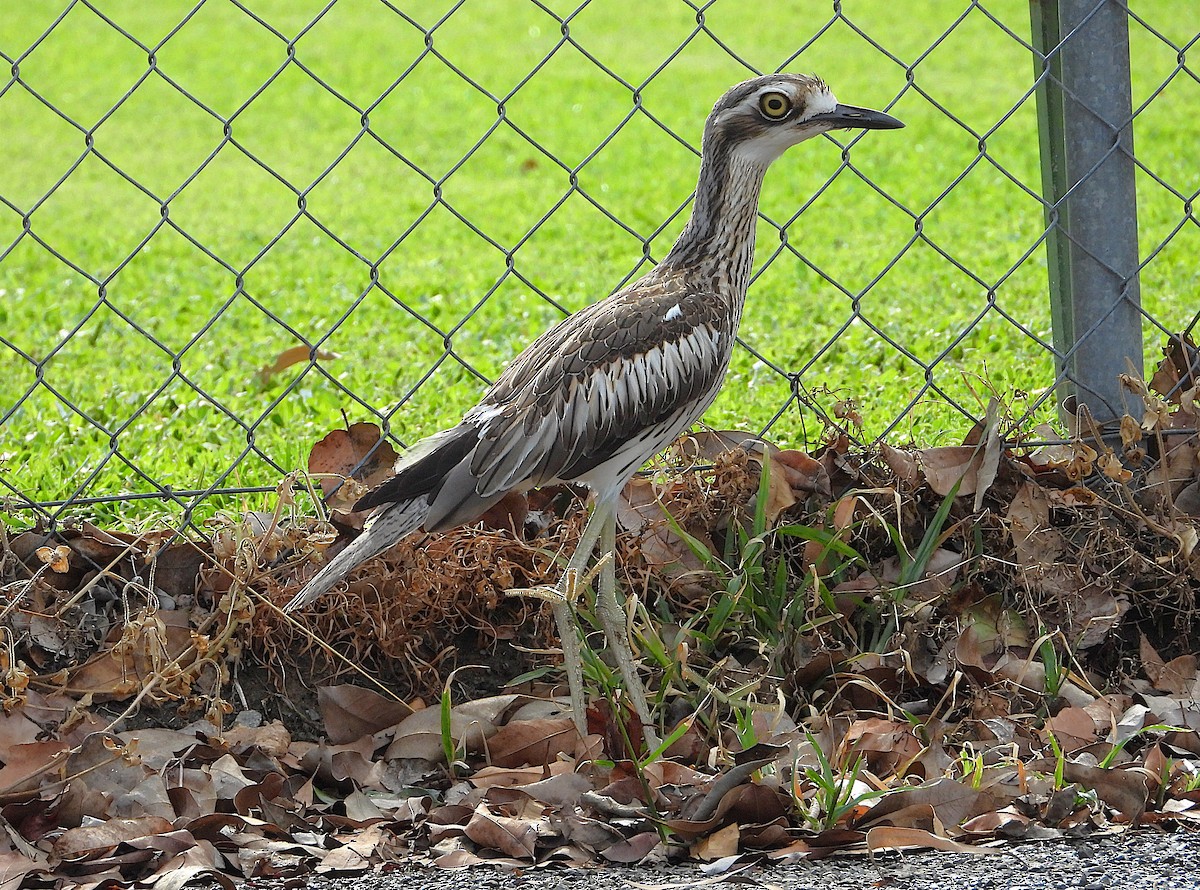Bush Thick-knee - ML646382054
