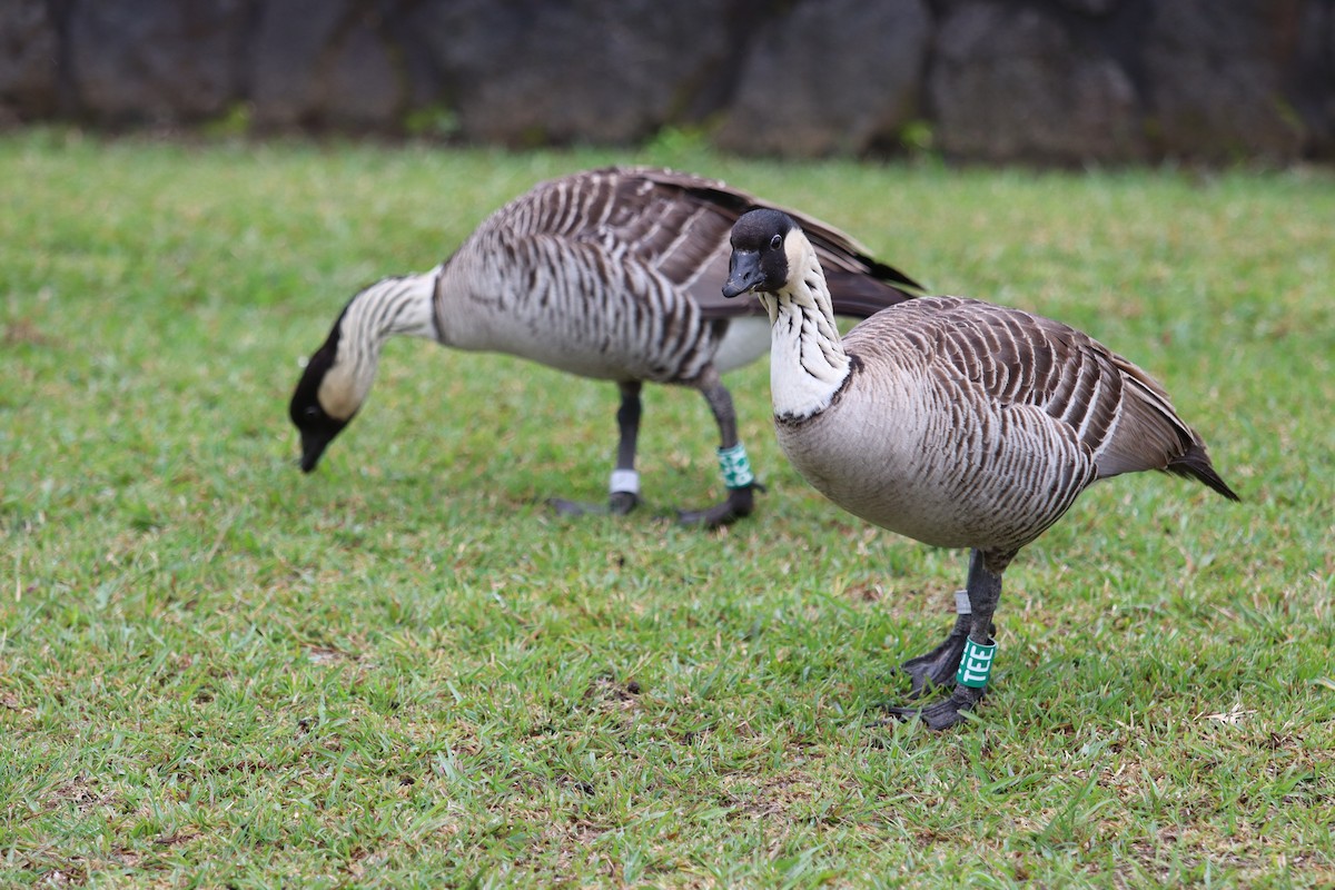 Hawaiian Goose - ML646382055