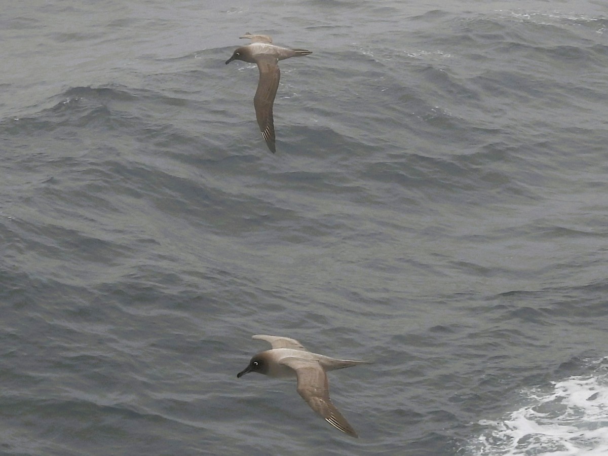 Light-mantled Albatross - ML646382056
