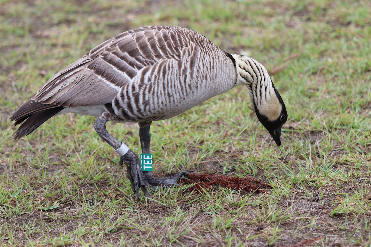 Hawaiian Goose - ML646382058
