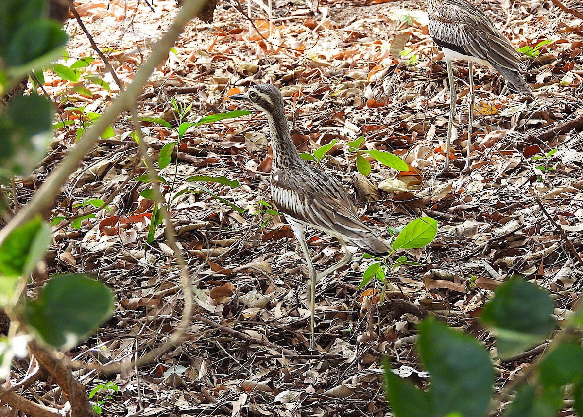 Bush Thick-knee - ML646382060