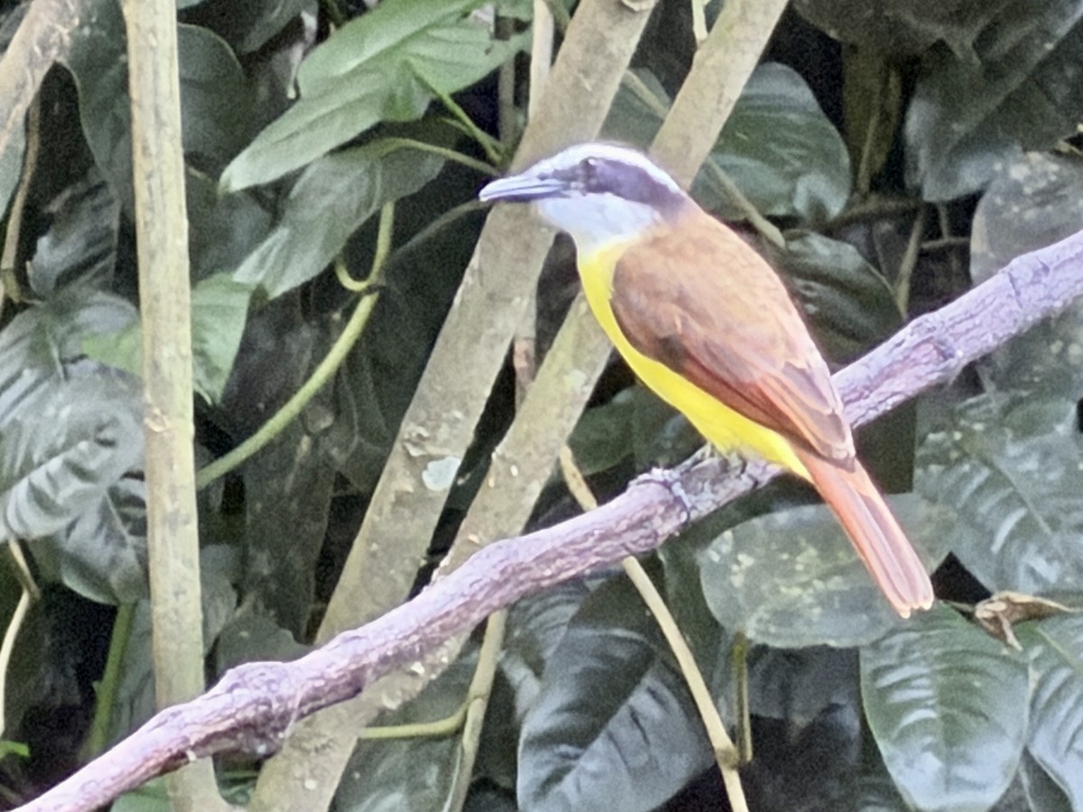 Great Kiskadee - ML646382061