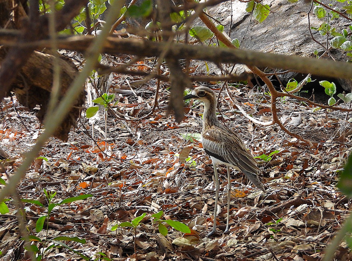 Bush Thick-knee - ML646382062