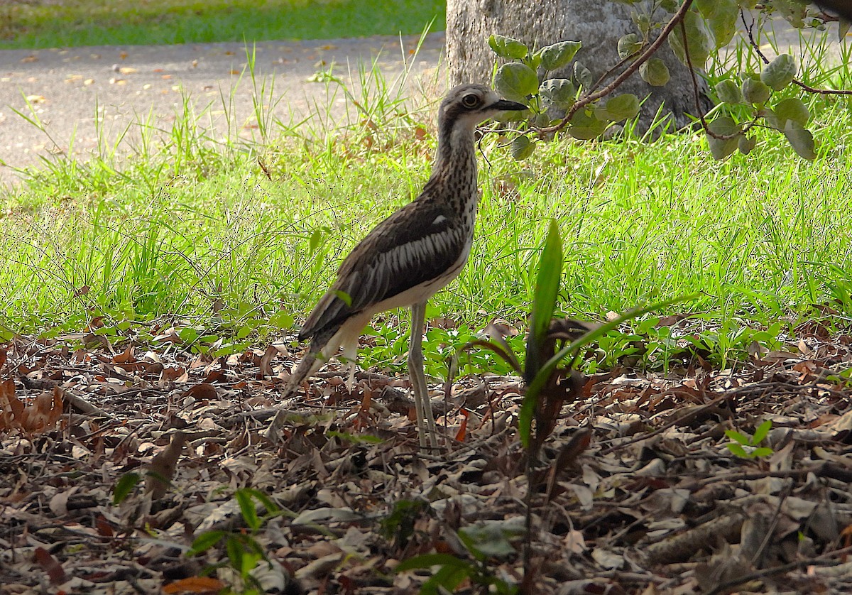 Bush Thick-knee - ML646382063