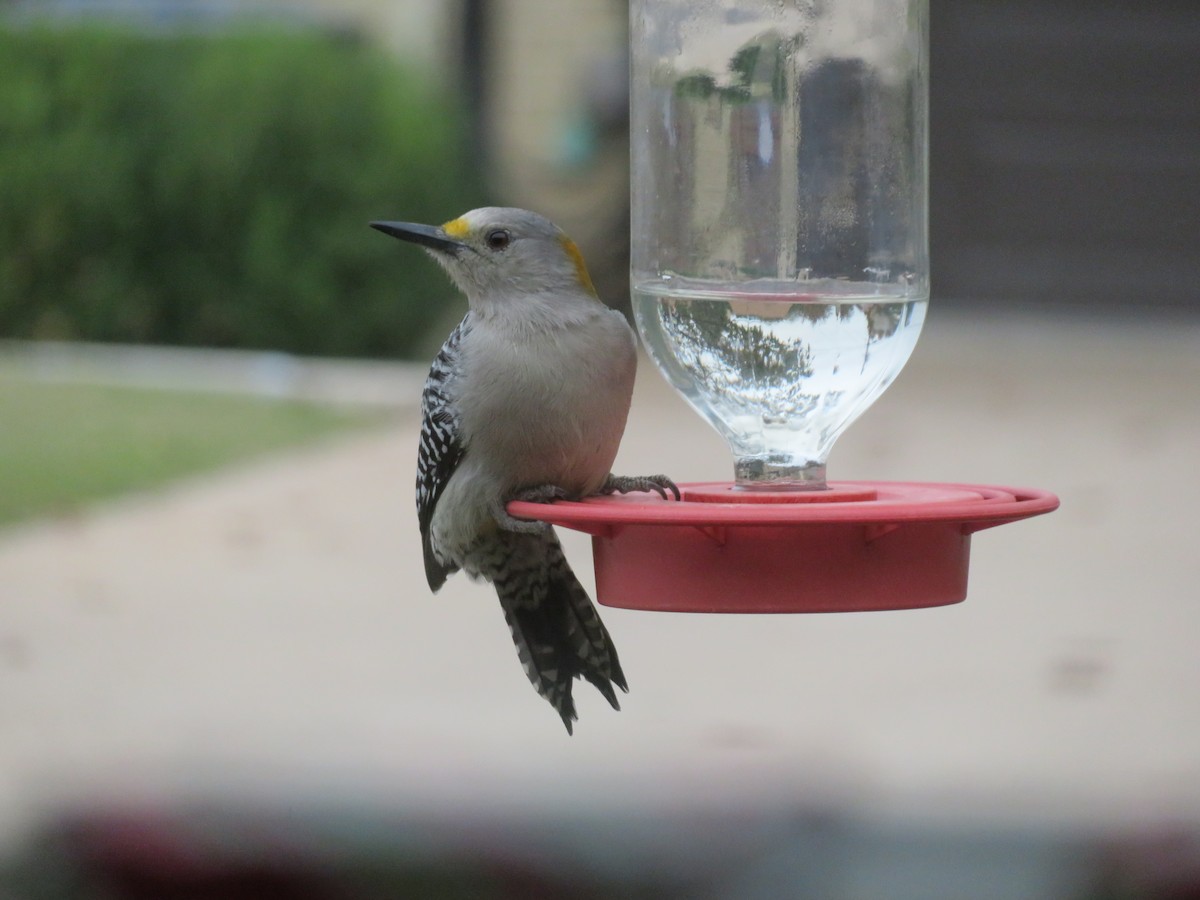 Golden-fronted Woodpecker - ML646382066