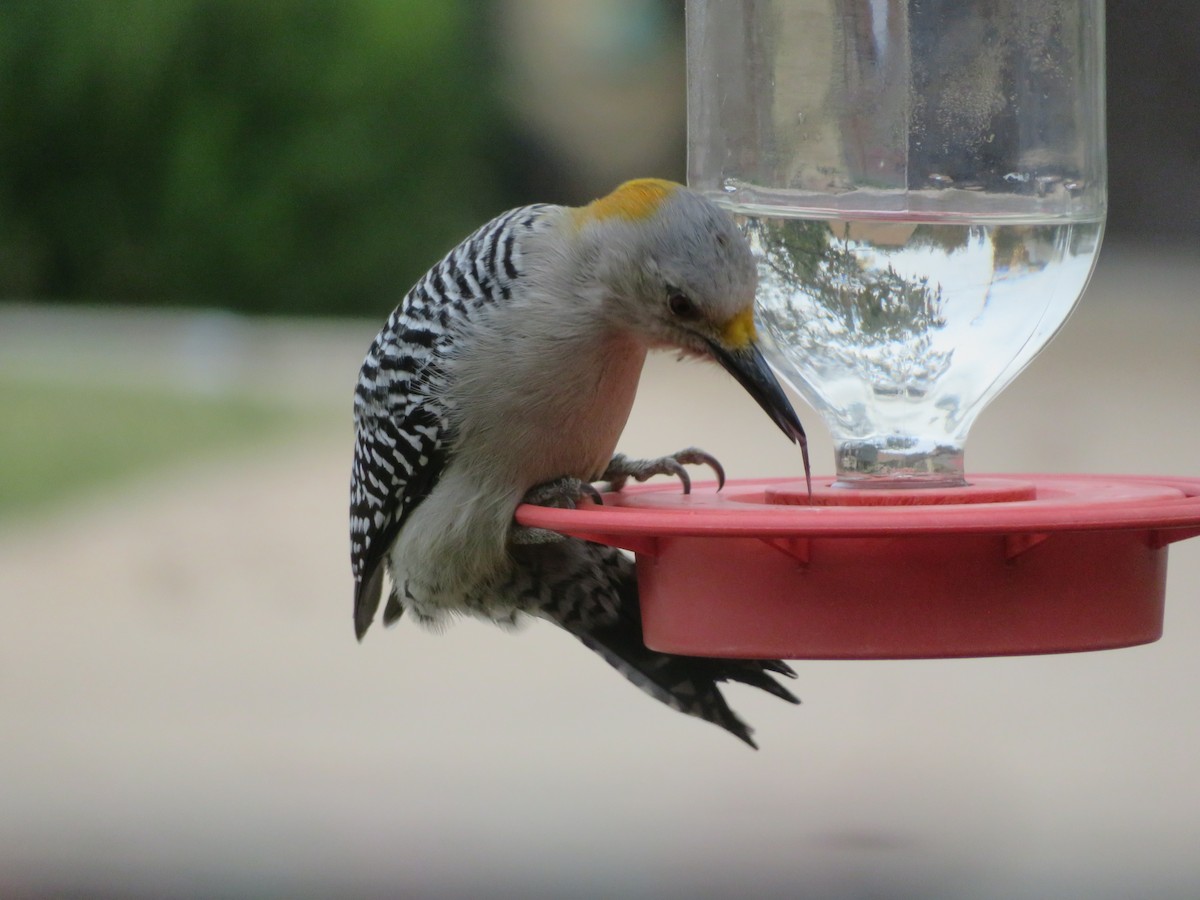Golden-fronted Woodpecker - ML646382067