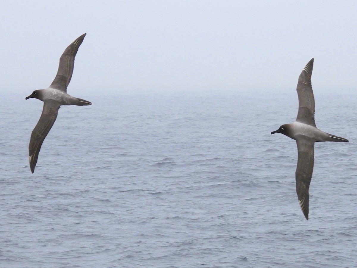 Light-mantled Albatross - ML646382068