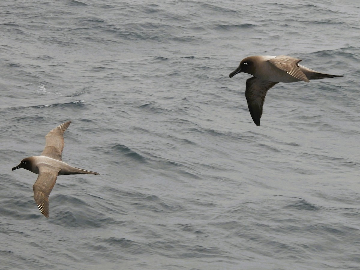 Light-mantled Albatross - ML646382069