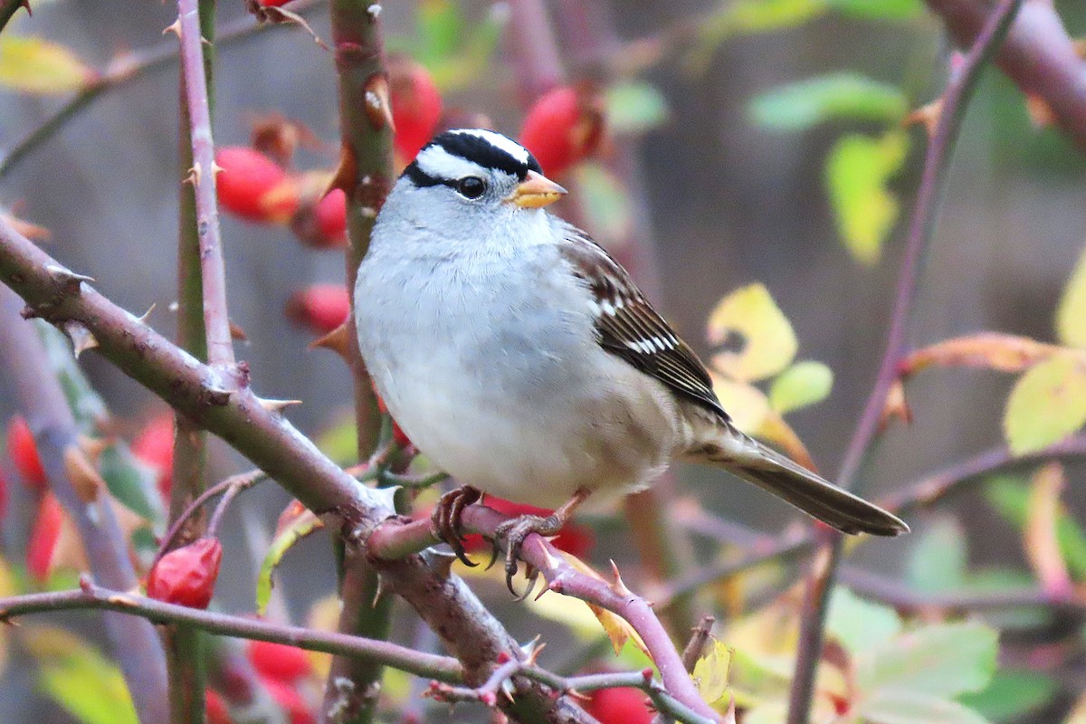 White-crowned Sparrow - ML646382070