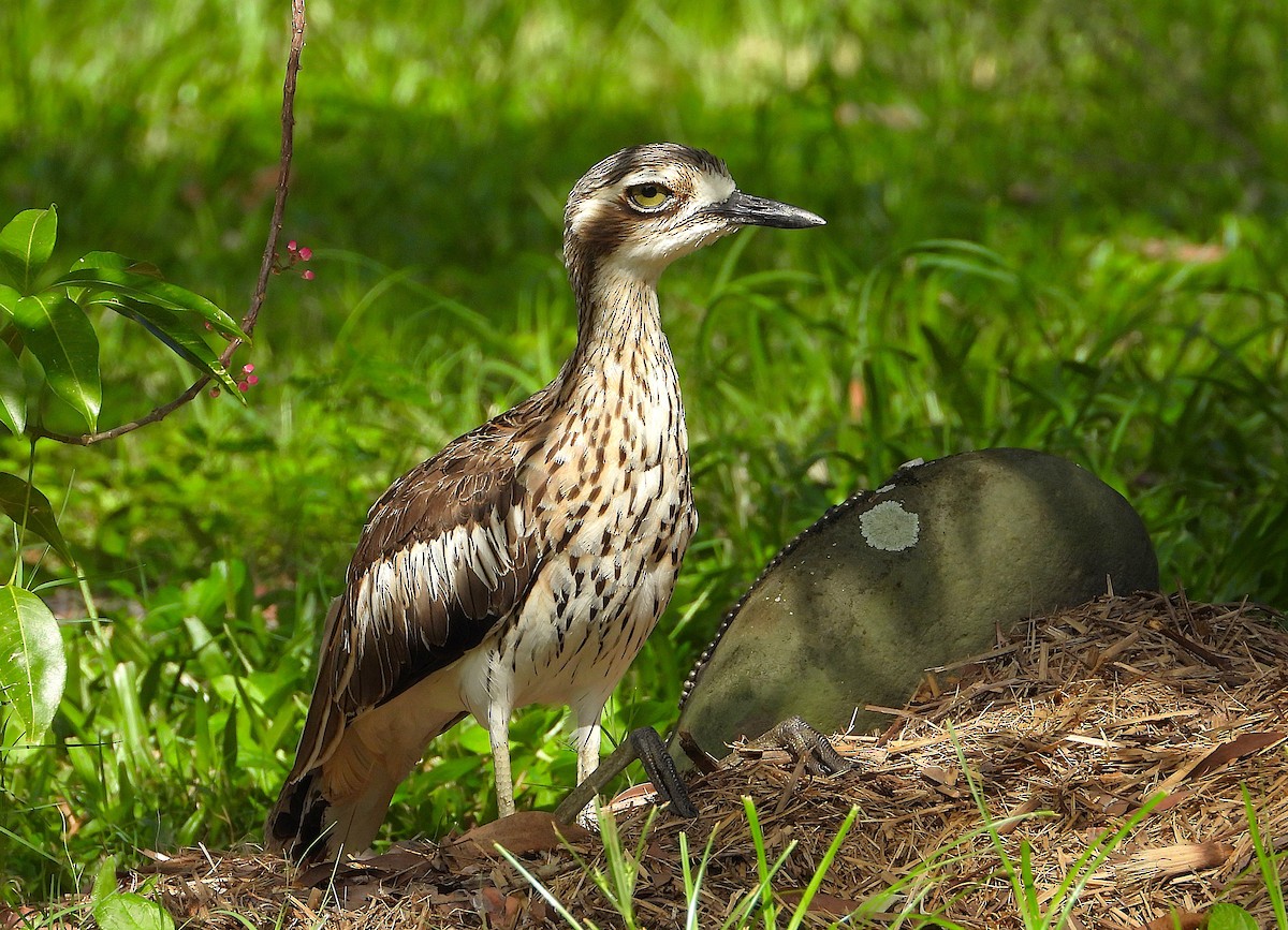 Bush Thick-knee - ML646382072