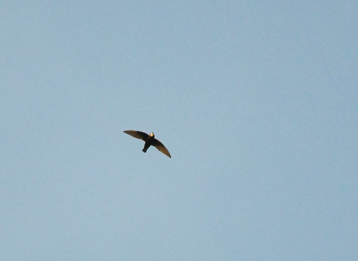 Little Swift - ML646382076