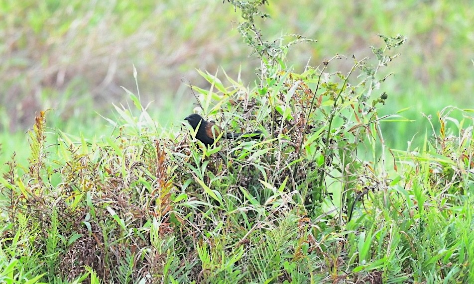 番鵑 - ML646382078