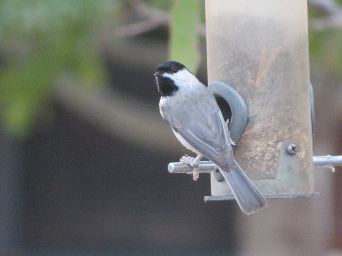 Carolina Chickadee - ML646382079