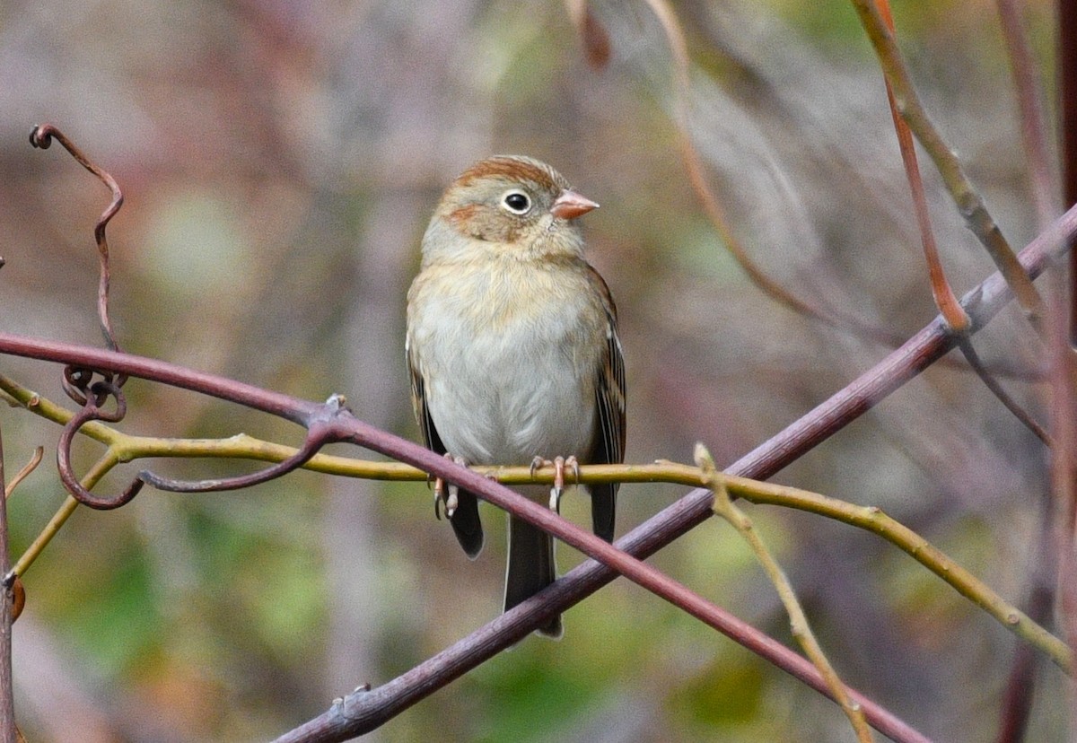 Field Sparrow - ML646382080